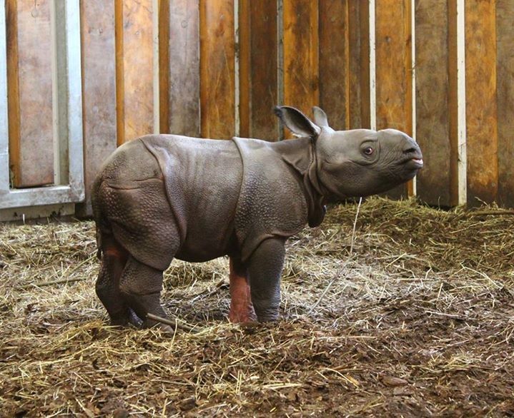 W zoo urodził się nosorożec! (ZDJĘCIA)