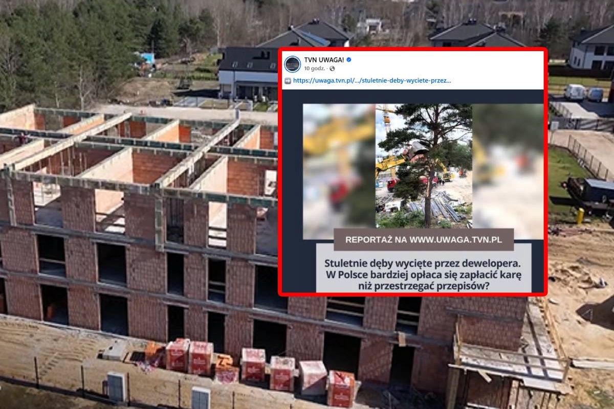 Stuletnie dęby zniknęły z osiedla. Mieszkańcy oskarżają dewelopera