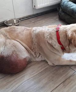 Bolesławiec. Wolontariusze byli w szoku. Pies z gigantycznym guzem