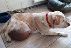 Bolesławiec. Wolontariusze byli w szoku. Pies z gigantycznym guzem