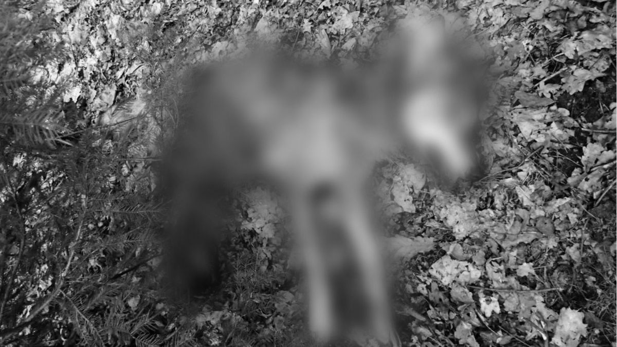 kolejny zabity wilk znaleziony w Hajnówce