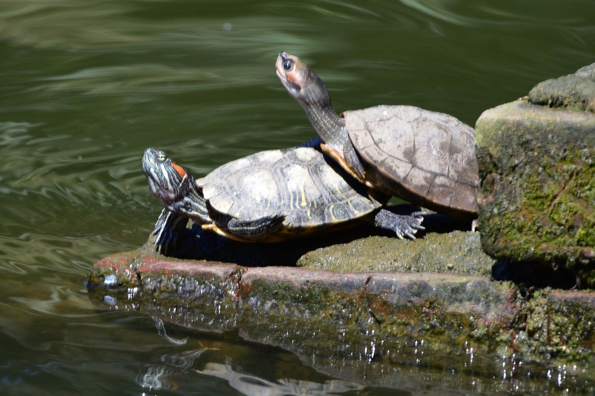 Makabryczne odkrycie w Ontario. 150 martwych żółwi