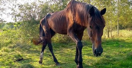 Zostawił konia w lesie na pewną śmierć. Sprawca poszukiwany