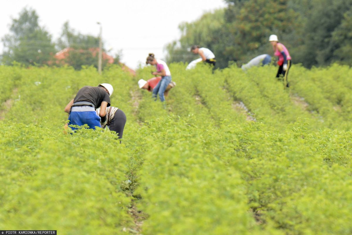 Ile zarabia brygadzista w gospodarstwie warzywniczym w Niemczech? - zdjęciu ilustracyjne
