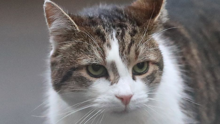 Larry the cat in Downing Street, London. PA Photo. Picture date: Wednesday January 8, 2020. Photo credit should read: Aaron Chown/PA Wire (Photo by Aaron Chown/PA Images via Getty Images)