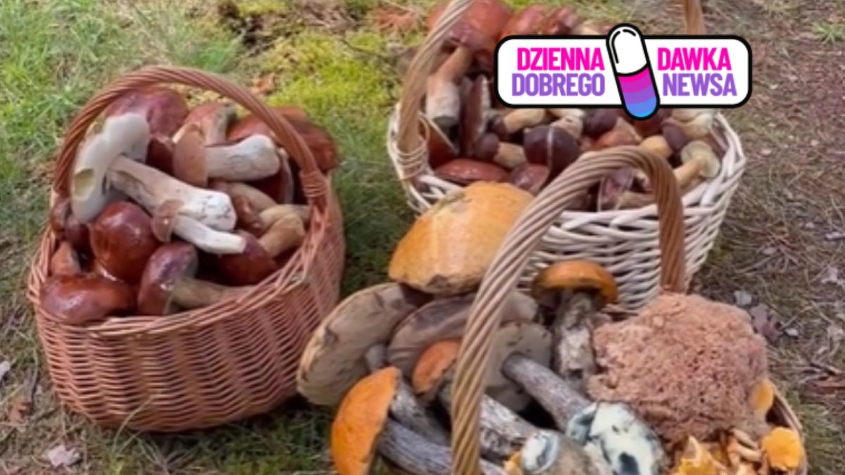 Taki widok po grzybobraniu