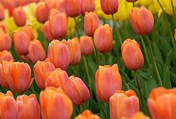 Tani kwiatek dla pań