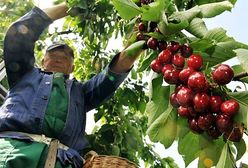 Zbiory owoców będą gorsze niż w ubiegłym roku