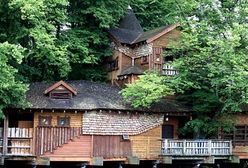 Pieniądze rosną na drzewach