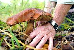 5000 zł kary albo dwa lata więzienia za grzyby