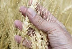 Ukraina wzmacnia pozycję na światowym rynku zbóż