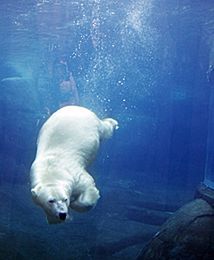 Niedźwiedzie pod wodą