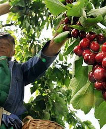 Zbiory owoców będą gorsze niż w ubiegłym roku
