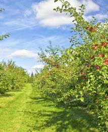 Jak jabłko to z Polski, czyli jak ćwierć wieku wykorzystali nasi sadownicy