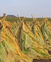 Dla uprawy tytoniu w Polsce nie ma sensownej alternatywy