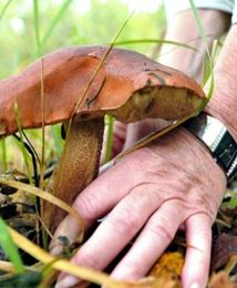 5000 zł kary albo dwa lata więzienia za grzyby