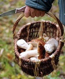 Pójdziesz po grzyby, wrócisz z mandatem