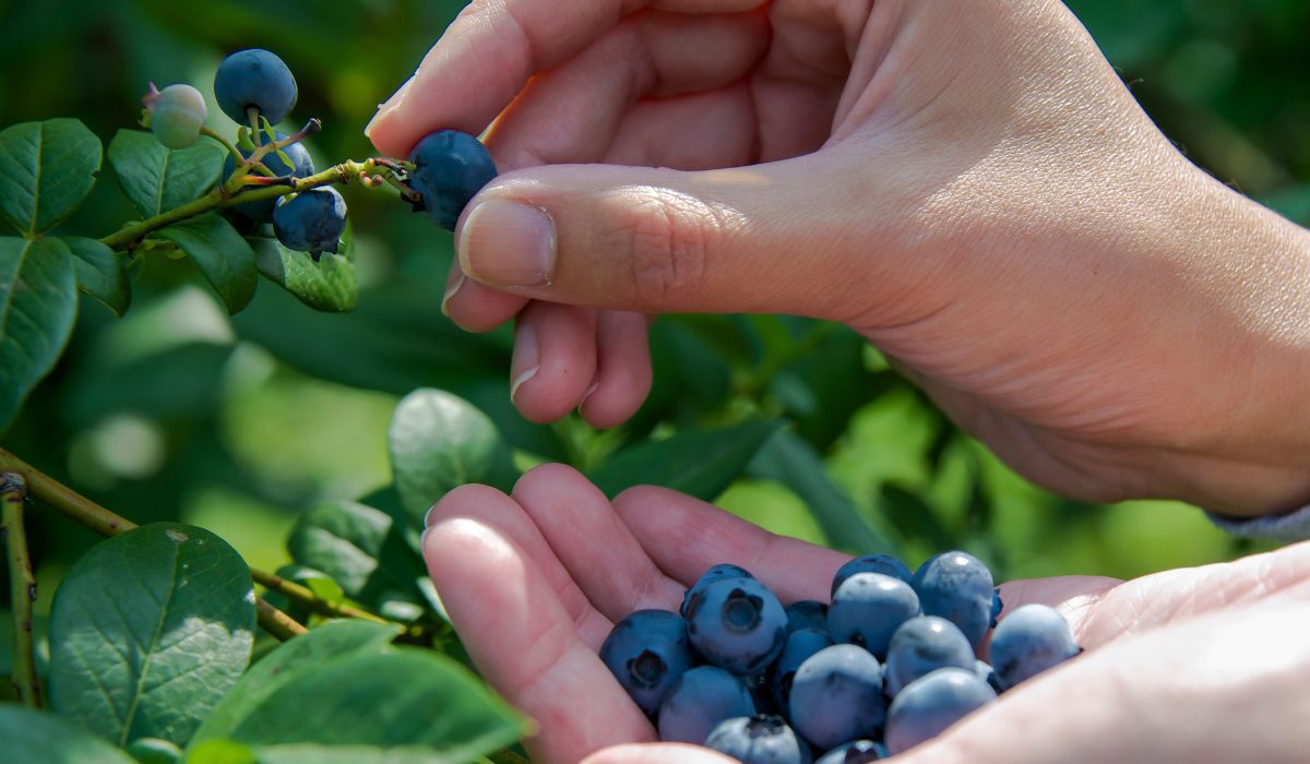 Wykorzystaj świeże borówki i usmaż z nich placki - Pyszności; Foto Canva.com