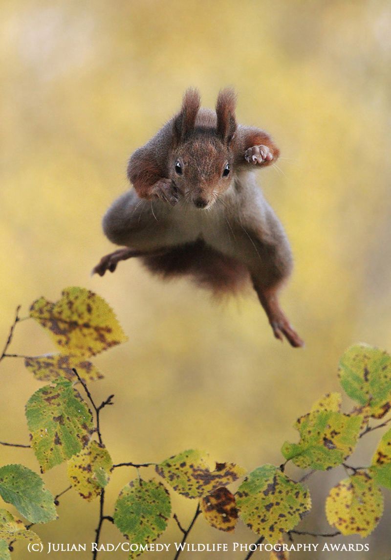 Fotografia przyrodnicza na bardzo wesoło, czyli konkurs 2015 Comedy Wildlife Photography Awards 10