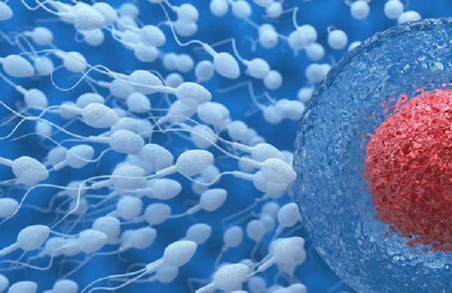 Metoda ICSI pomaga mężczyznom u których jest za mało plemników lub mają one zły kształt