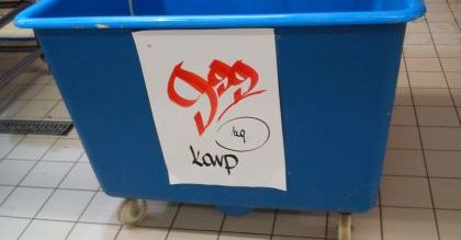 Żywy karp tani jak barszcz. Świąteczna wojna cenowa