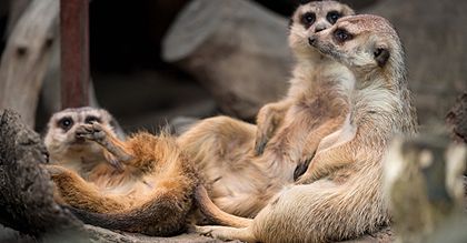 Surykatki z zoo we Wrocławiu