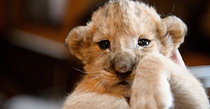 Lwiątka z zoo w Gyongyos na Węgrzech