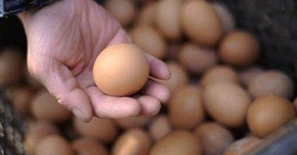 Jajka bez antybiotyków są droższe. Warto je kupować?