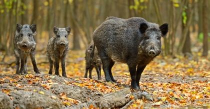 Sawicki: będzie wniosek o depopulację dzików w Podlaskiem