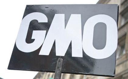 Niewielki wzrost powierzchni upraw GMO na świecie