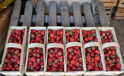 Bronisze: w sprzedaży pierwsze krajowe truskawki