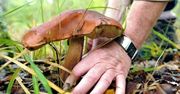 5000 zł kary albo dwa lata więzienia za grzyby