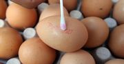 Tak oszukują na wiejskich jajach