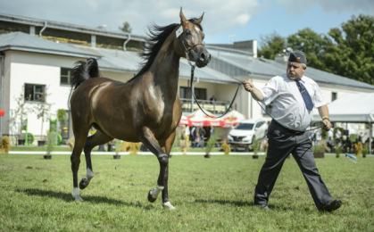 305 tys. euro za najdroższego konia na aukcji w Janowie Podlaskim