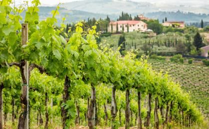 Wielki spór o winnice w Toskanii