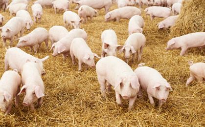 Protesty przeciwko "fabryce świń" w niemieckim zagłębiu bezrobocia