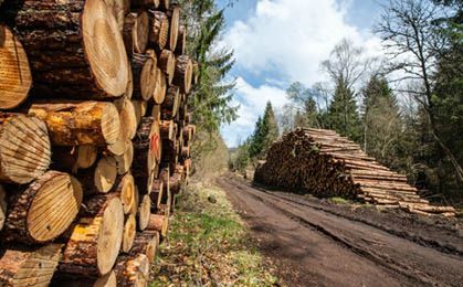 Zarobki w lasach: 7 tys. zł dla leśnika