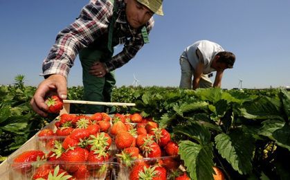 Świeże truskawki najnowszym hitem zakupów Rosjan w Polsce
