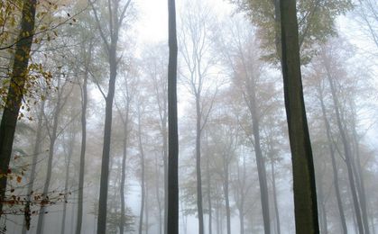 Leśnicy liczą straty