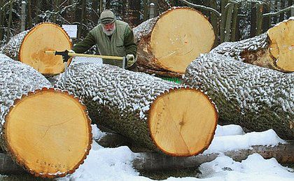 Puszcza Białowieska boi się siekier