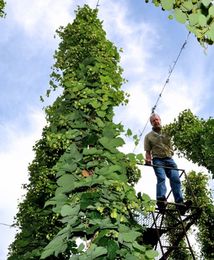 Kłopoty polskiego chmielu