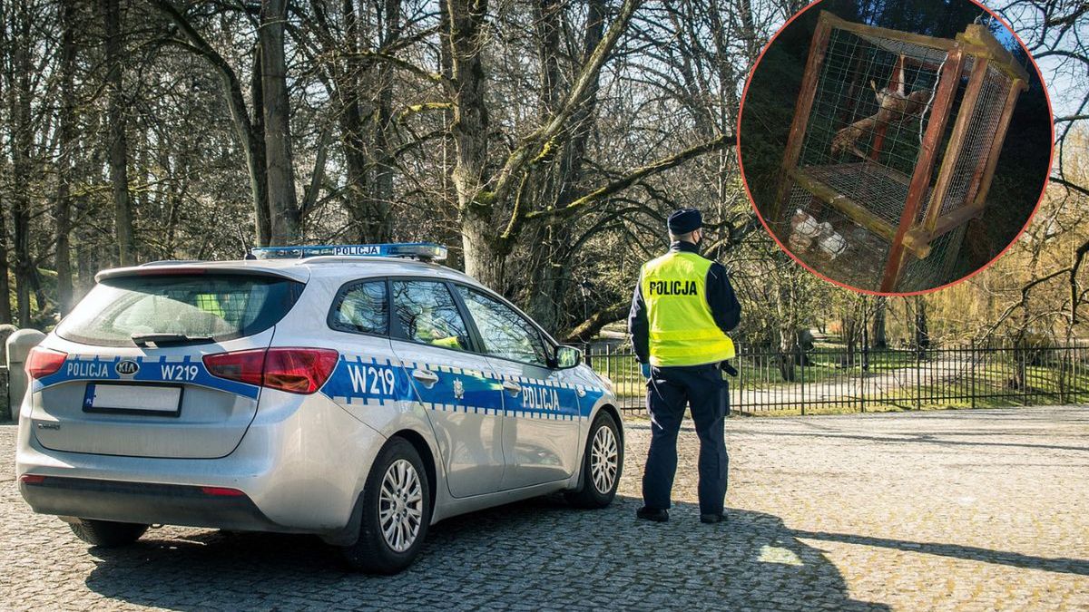 Policjanci uratowali jastrzębia z sideł kłusownika