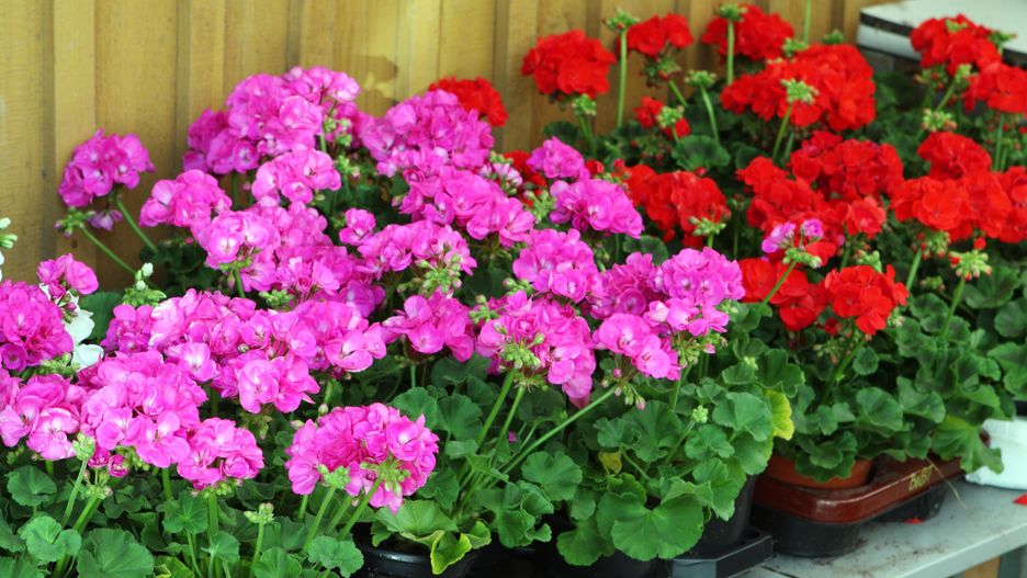 Jak dbać o pelargonie?