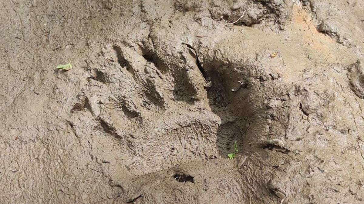 Nadleśnictwo w Cisnej pochwaliło się zdjęciem tropu niedźwiedzia