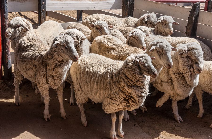 14,000 sheep trapped on ship after failed export