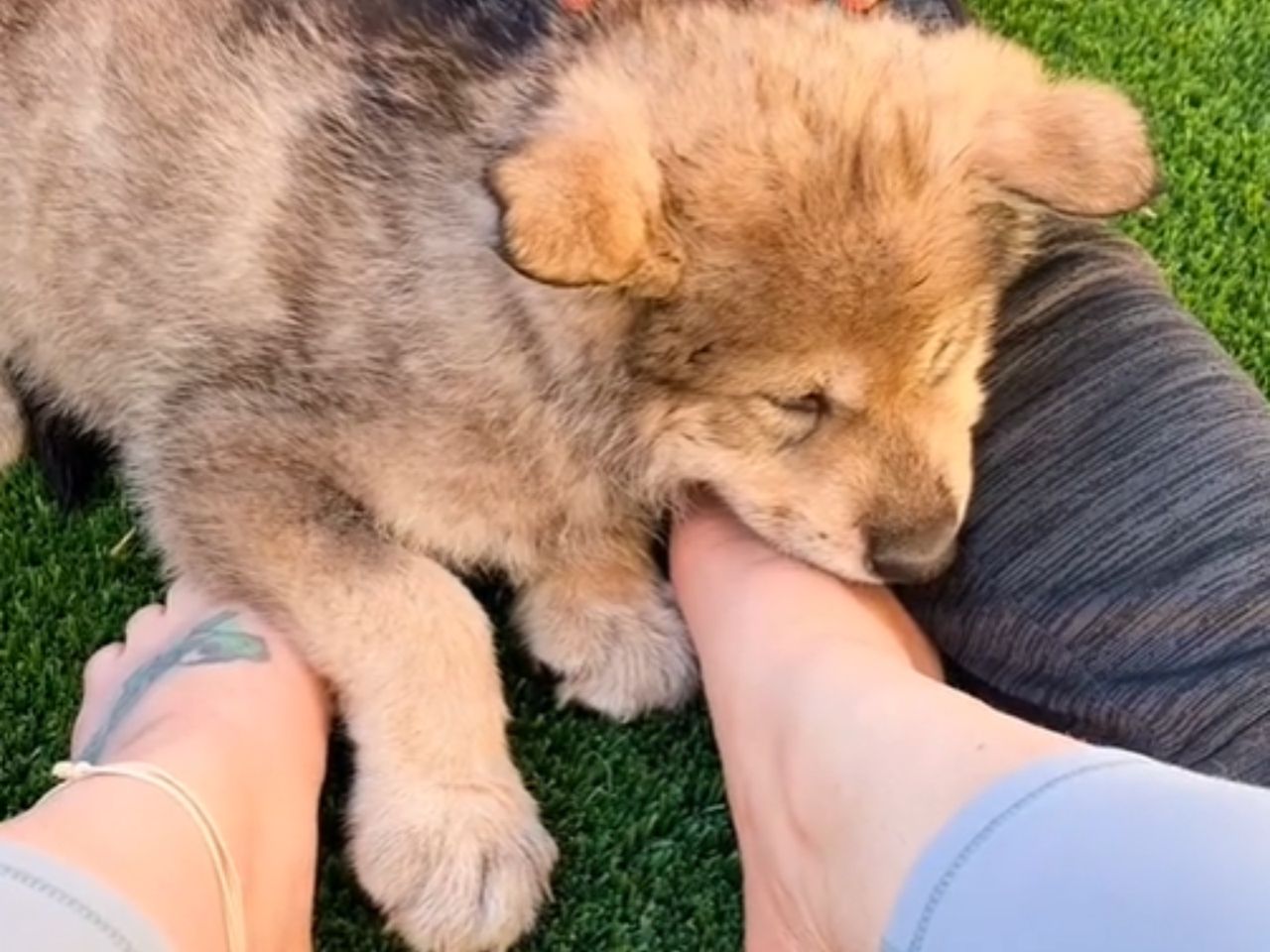 Rodzina była przekonana, że kupuje psa rasy husky