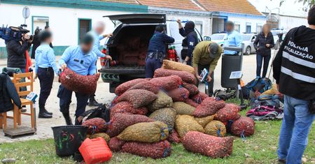 Policja przejęła 30 ton małży. Powodem potencjalne skażenie wirusem