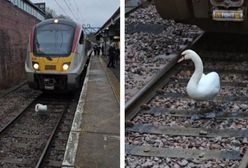 Łabędź sparaliżował pociągi pod Londynem. Nagranie ze stacji