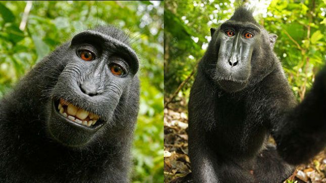 Afera z selfie małpy. Wikipedia nie chce usunąć zdjęć, chyba że na życzenie... samej małpy 1