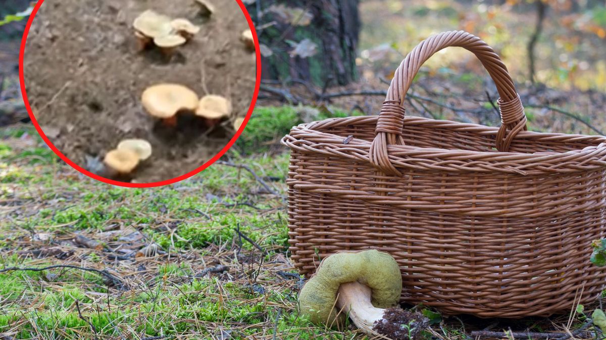 Wysyp grzybów, który widać na nagraniu robi wrażenie